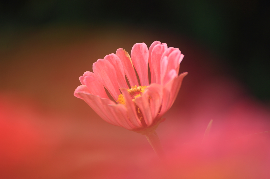 百日草１