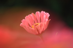 百日草１