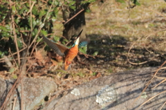 カワちゃん　飛び3