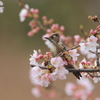 コゲラのお花見