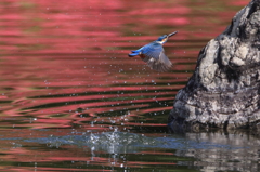 カワちゃん　水浴び　紅