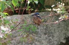 今年のカワちゃん