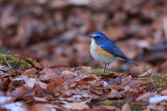 ユキルリ5 ユキルリ5