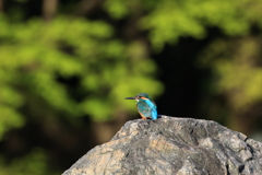 遠くのカワセミ