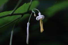 山野草1