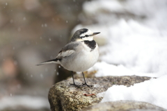 雪セキレイ