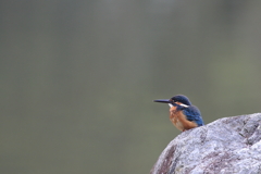 公園のカワちゃん