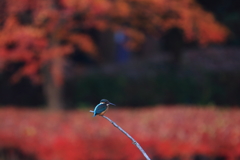 紅葉カワセミ