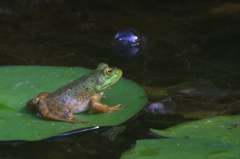かえる、何を思う？