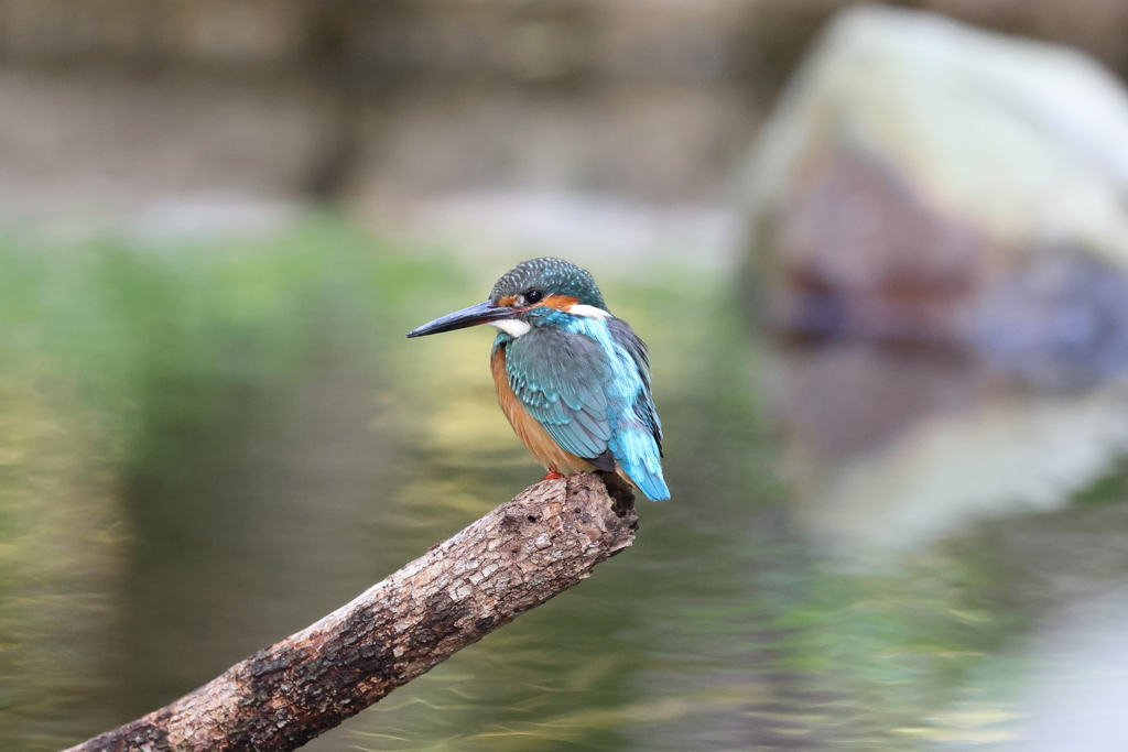公園のカワセミ