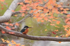 公園のカワちゃん28