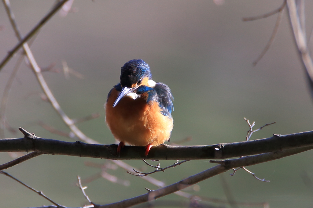 カワセミ　新年