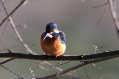カワセミ　新年