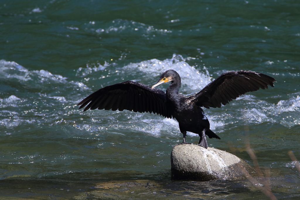 ありきたりの水鳥　う