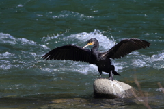 ありきたりの水鳥　う