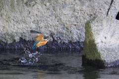 カワちゃん水浴び1
