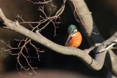 公園のカワちゃん36