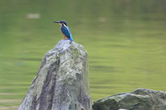 池のカワちゃん