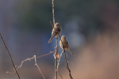 ベニマシコ2 ベニマシコ2