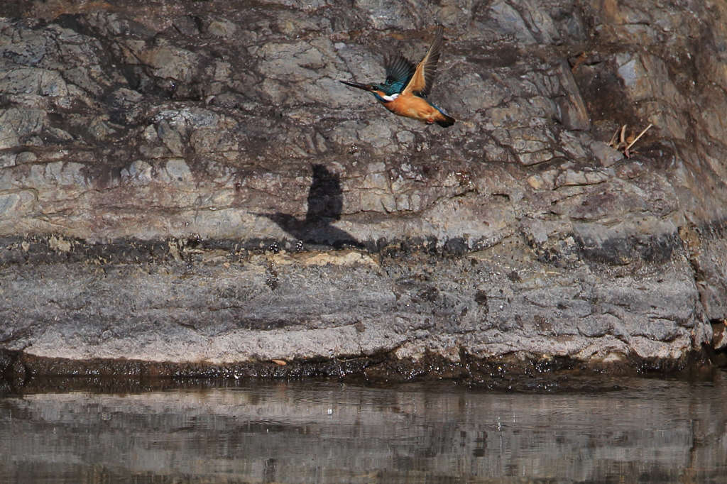 カワセミ　初飛び2