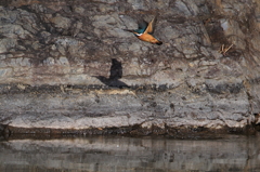 カワセミ　初飛び2