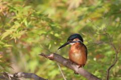 公園のカワちゃん2