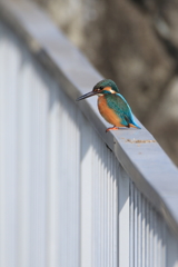 この際いいや、カワちゃん1