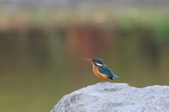 公園のカワちゃん22