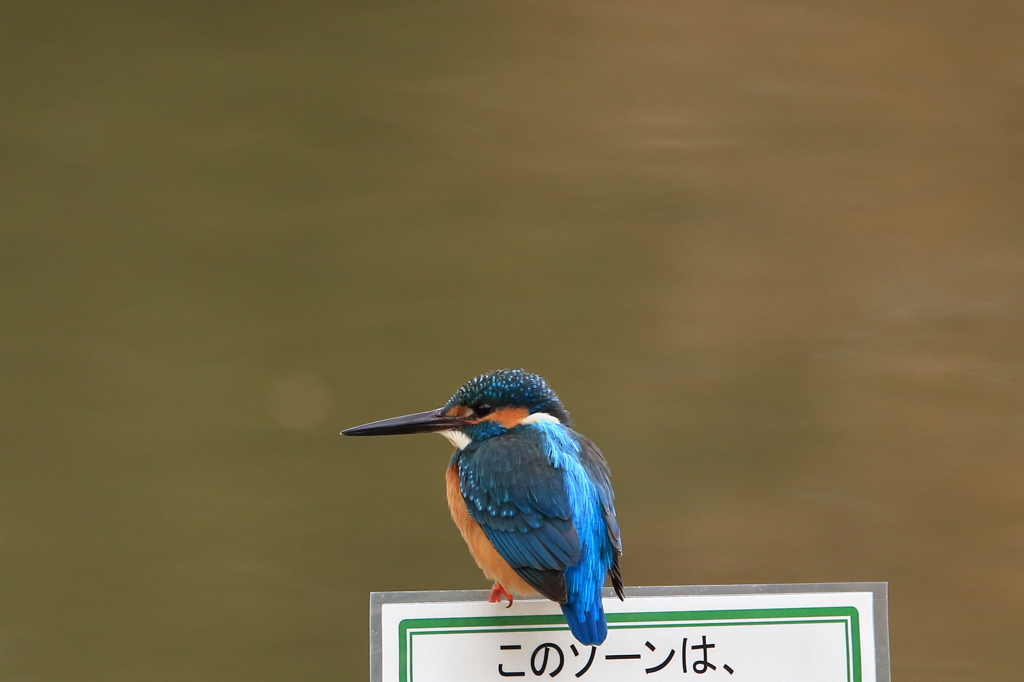 カワちゃんのゾーン