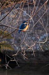 カワちゃん　今朝も寒いね