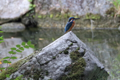 カワちゃん　上の池1号