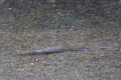 謎の巨大淡水魚