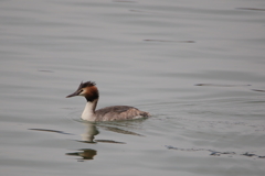 カンムリカイツブリ
