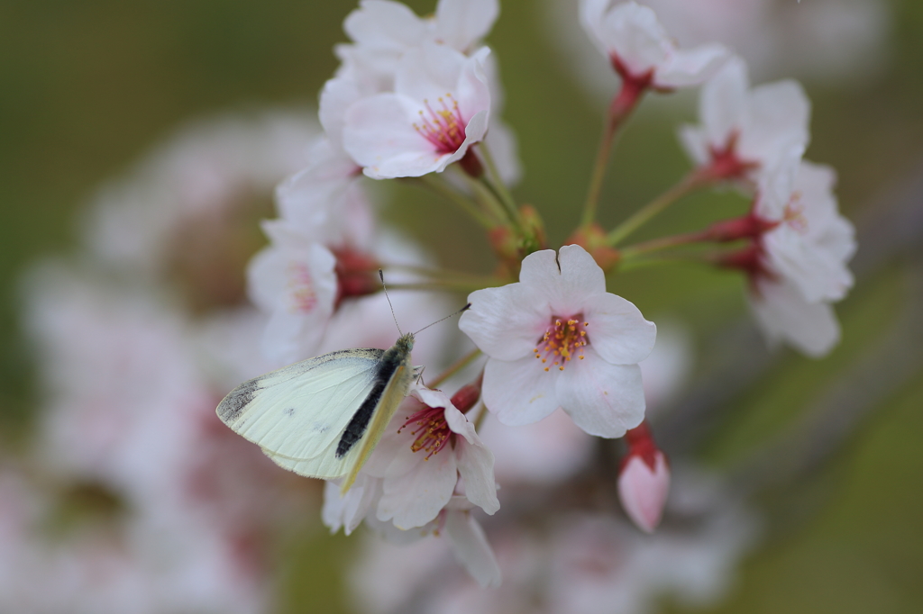 桜4