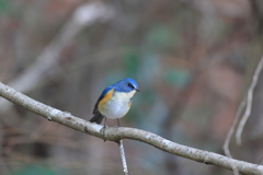 公園のルリ