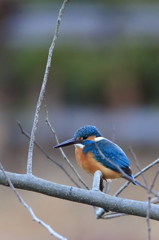 カワセミ　試写2