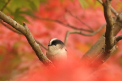 紅葉とエナガ