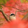 紅葉とエナガ