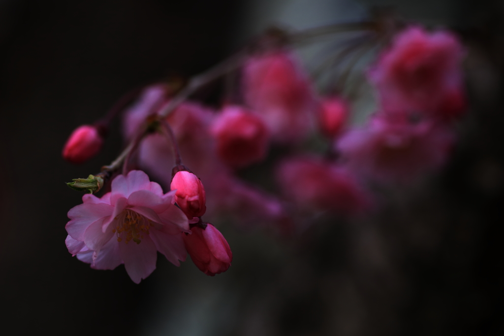 しだれ桜