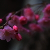 しだれ桜