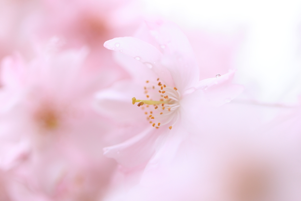 なごりの桜