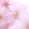 なごりの桜