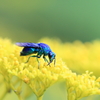青いハチ2