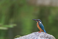 久々池のカワちゃん