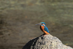 渓流のカワちゃん