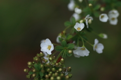 春の花