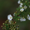 春の花