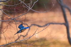 カワセミ　初飛び4