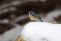 ユキルリ4 ユキルリ4