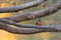 公園のカワちゃん30